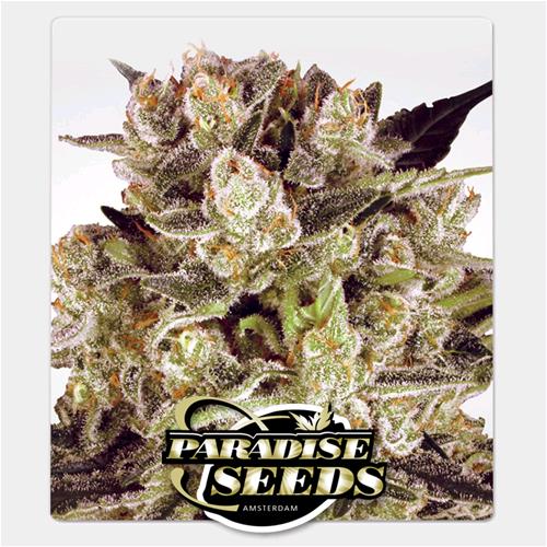 PARADISE SEEDS - DURGA MATA II CBD FEM - 5 SEMI