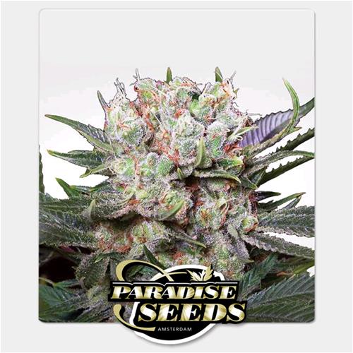 PARADISE SEEDS - CALIFORNIAN GOLD FEM - 10 SEMI