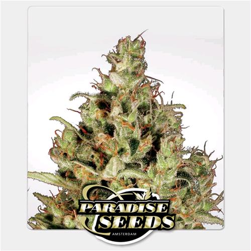 PARADISE SEEDS - DELAHAZE FEM - 3 SEMI