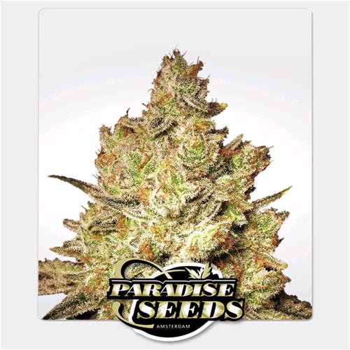 PARADISE SEEDS - JACKY WHITE FEM - 10 SEMI