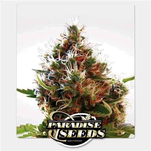 FINO ESAURIMENTO SCORTE PARADISE SEEDS - LUCID BOLT FEMMINIZZATA - 10 SEMI