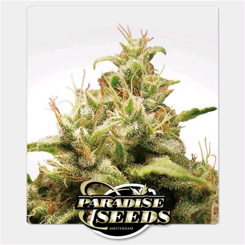 PARADISE SEEDS - OPIUM FEM - 5 SEMI