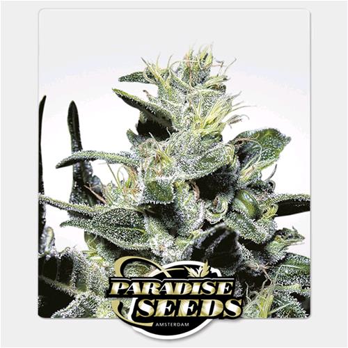 PARADISE SEEDS - NEBULA FEM - 3 SEMI