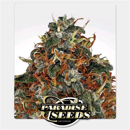PARADISE SEEDS - SPACE COOKIES FEM - 10 SEMI