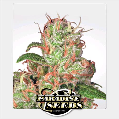 PARADISE SEEDS - AUTO ACID - 5 SEMI
