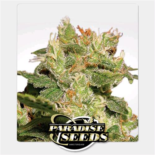 PARADISE SEEDS - AUTO JACK - 1 SEME