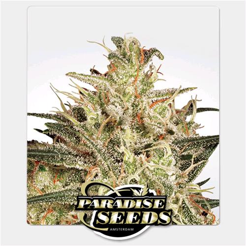 PARADISE SEEDS - ATOMICAL HAZE FEM - 5 SEMI