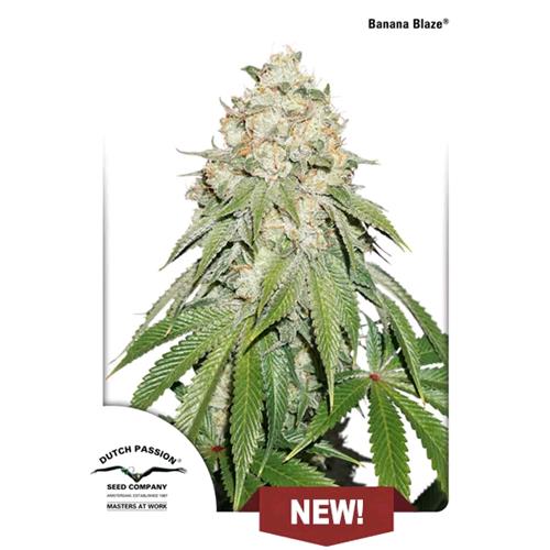 DUTCH PASSION - BANANA BLAZE FEM - 3 SEMI