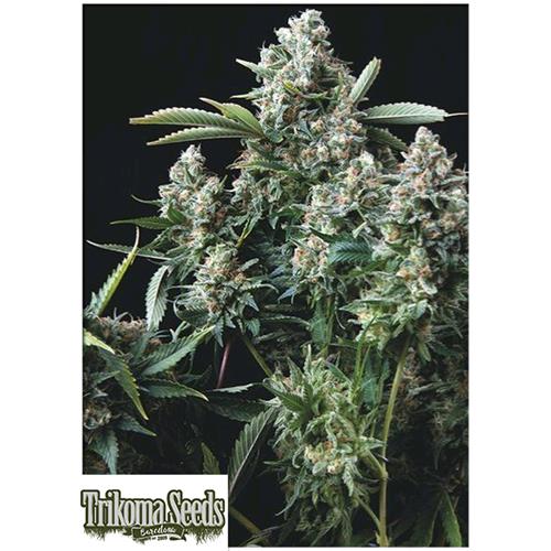 TRIKOMA SEEDS - GELATO FEM - 5 SEMI