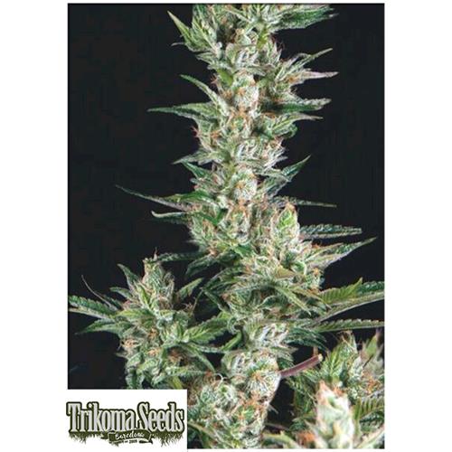 TRIKOMA SEEDS - OG CONFIDENTIAL FEM - 5 SEMI