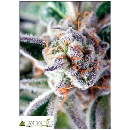 PYRAMID SEEDS - DO-SI-DOS - 3+1 FREE