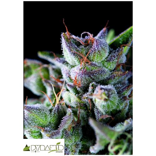 PYRAMID SEEDS - GORILLA - 3+1 FREE