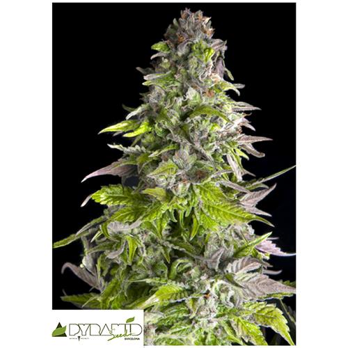 PYRAMID SEEDS - ROMULAN - 3+1 FREE