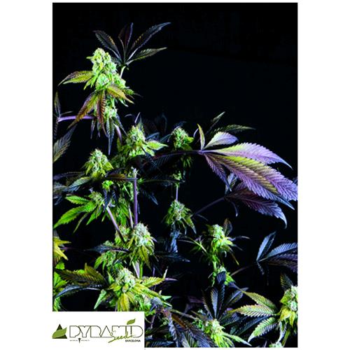 PYRAMID SEEDS - SUNSET SHERBET - 5+2 FREE