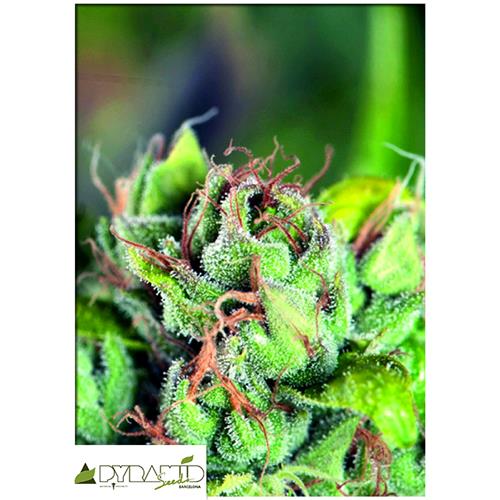 PYRAMID SEEDS - TAHOE CURE - 3+1 FREE