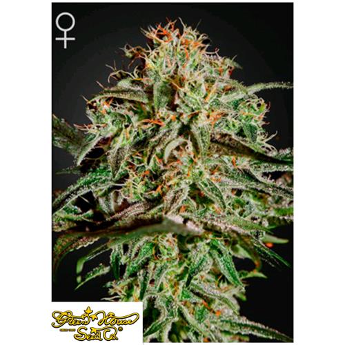 GREEN HOUSE - A.M.S. FEM - 5 SEMI