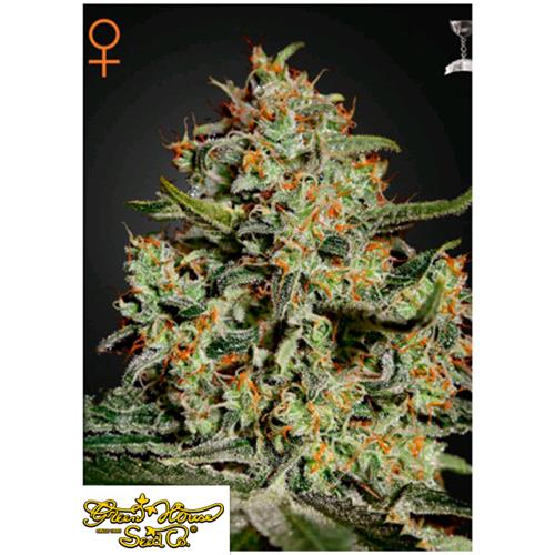 GREEN HOUSE - BIG BANG FEM - 5 SEMI