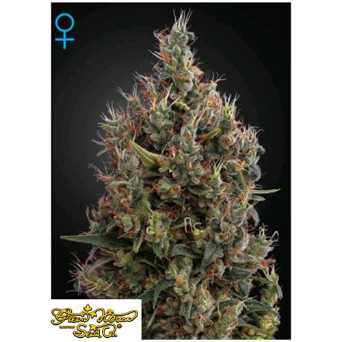 GREEN HOUSE - BIG BANG AUTO - 1 SEME