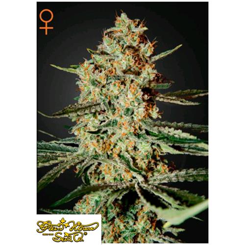 GREEN HOUSE - HIMALAYAN GOLD - 5 SEMI