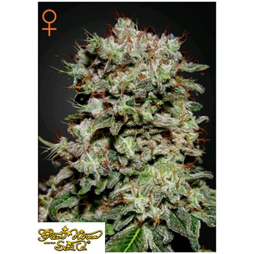 GREEN HOUSE - KALASHNIKOVA - 5 SEMI