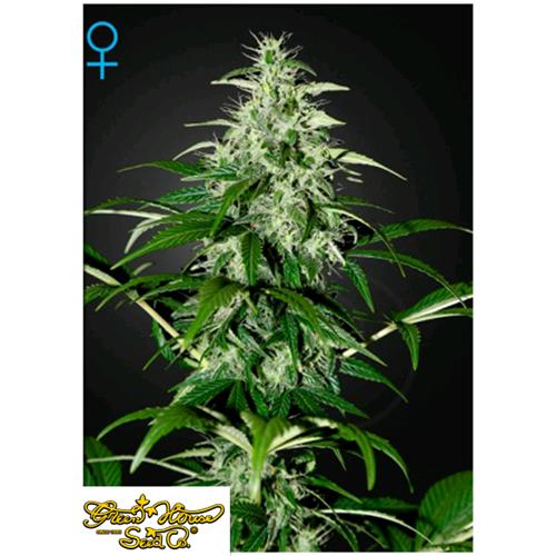 GREEN HOUSE - KALASHNIKOVA AUTO - 5 SEMI