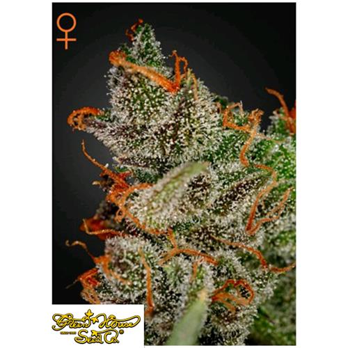 GREEN HOUSE - KING'S KUSH - 1 SEME