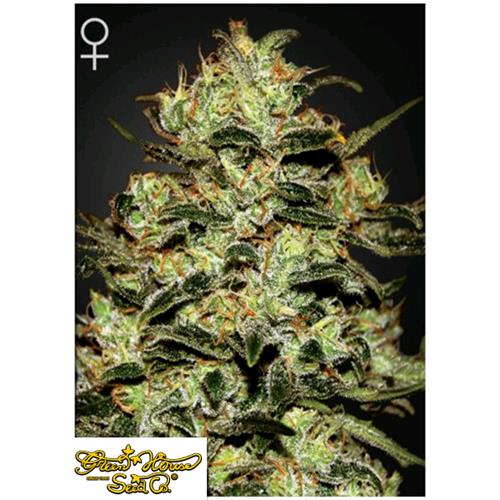 GREEN HOUSE - MOBY DICK - 5 SEMI