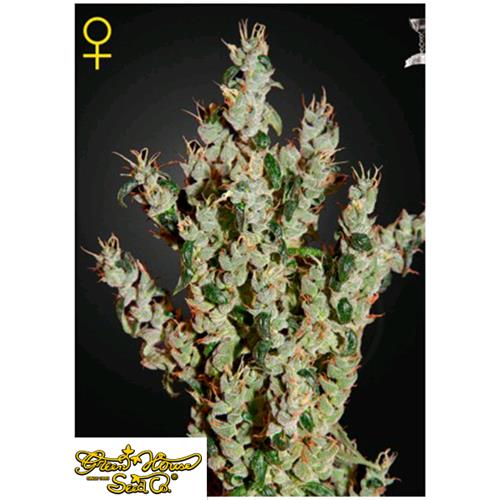 GREEN HOUSE - NL5 HAZE MIST - 3 SEMI