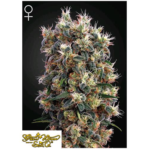 GREEN HOUSE - THE CHURCH - 3 SEMI