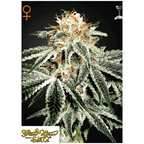 GREEN HOUSE - WHITE WIDOW - 1 SEME