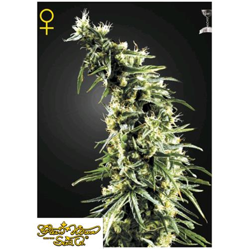 GREEN HOUSE - HAWAIIAN SNOW - 3 SEMI