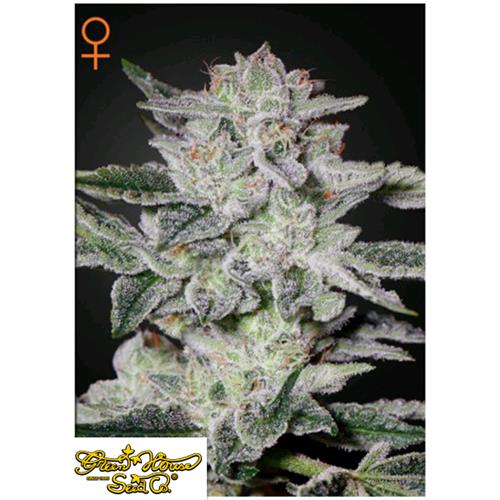 GREEN HOUSE - SWEET VALLEY KUSH - 5 SEMI