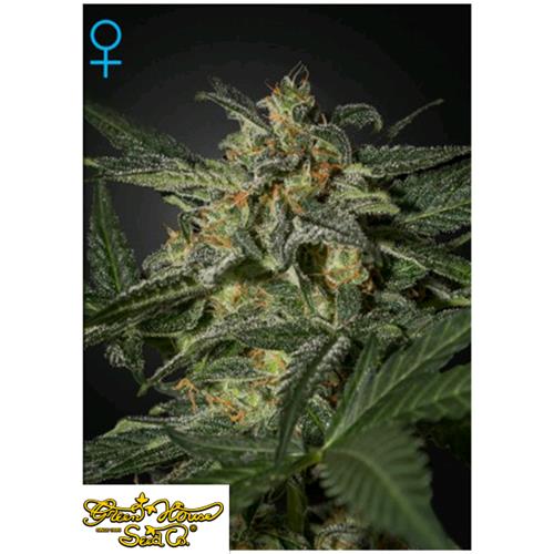 GREEN HOUSE - WHITE WIDOW AUTO - 5 SEMI
