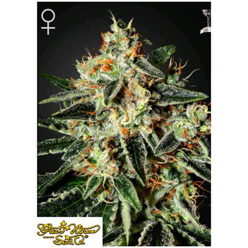 GREEN HOUSE - GH CHEESE FEM - 3 SEMI