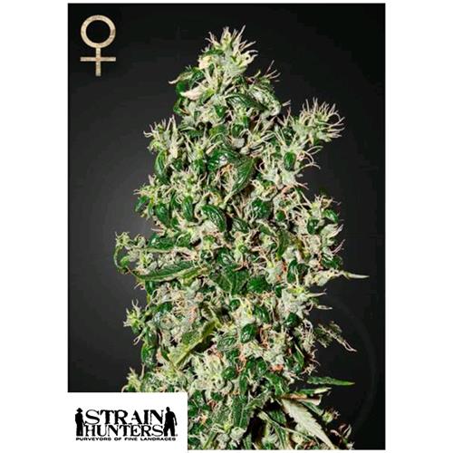 GREEN HOUSE - STRAIN HUNTERS - BIG TOOTH FEM - 3 SEMI