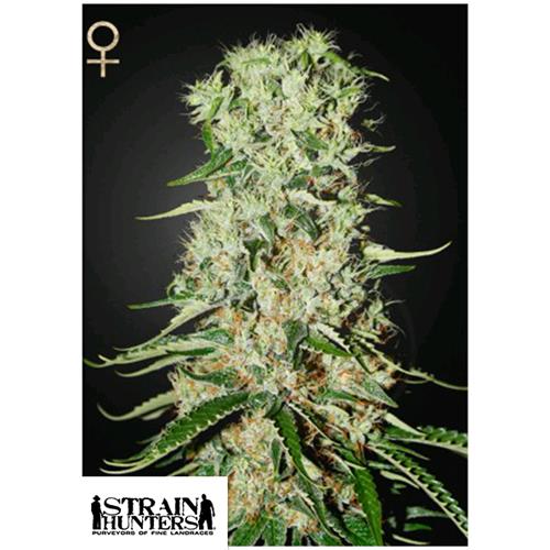 GREEN HOUSE - STRAIN HUNTERS - DAMNESIA FEM - 3 SEMI