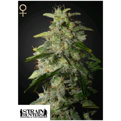 GREEN HOUSE - MONEY MAKER - 3 SEMI (STRAIN HUNTERS)