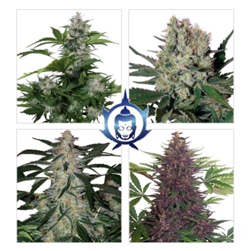 BUDDHA SEEDS - ASSORTED AUTO - BLISTER 10 SEMI ASSORTITI SEPARABILI