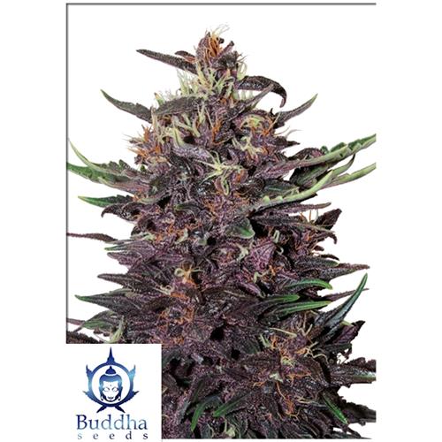BUDDHA SEEDS - BUDDHA PURPLE KUSH AUTO - 3 SEMI