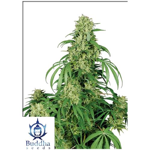 BUDDHA SEEDS - CALAMITY JANE AUTO - BLISTER 10 SEMI SEPARABILI