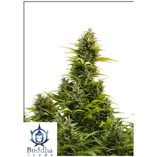 BUDDHA SEEDS - MEDIKIT AUTO - BLISTER 10 SEMI SEPARABILI
