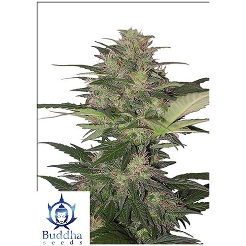 BUDDHA SEEDS - RED DWARF AUTO - 3 SEMI