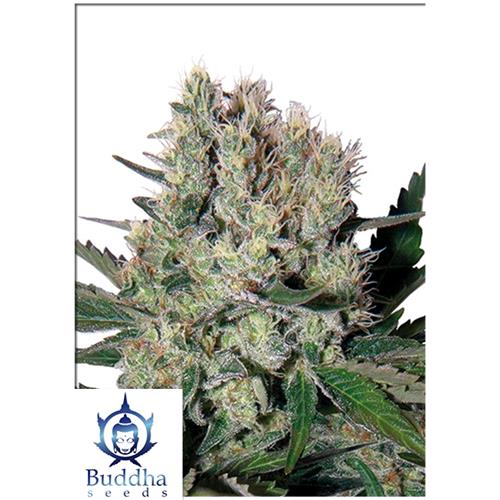 BUDDHA SEEDS - SYRUP AUTO 3 SEMI