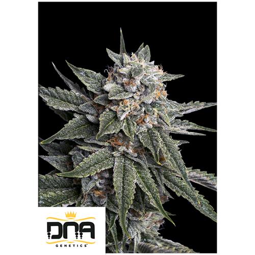 DNA GENETICS - HOLY GRAIL KUSH FEM - 3 SEMI