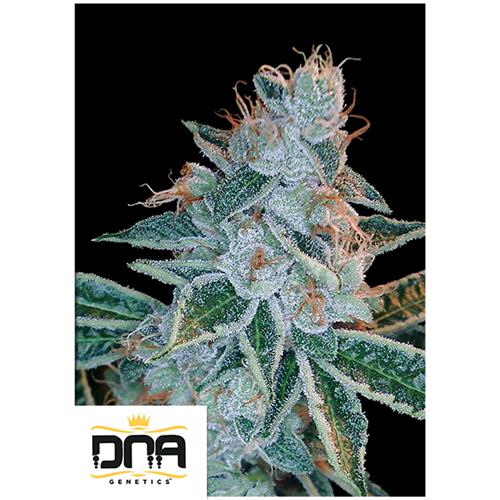 DNA GENETICS - LEMON OG KUSH FEM - 6 SEMI