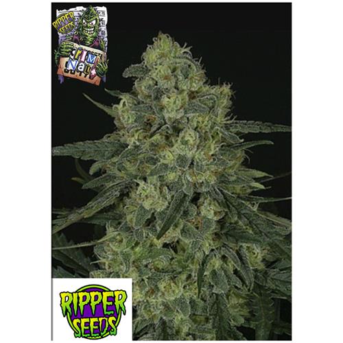 RIPPER SEEDS - CRIMINAL + - 5 SEMI