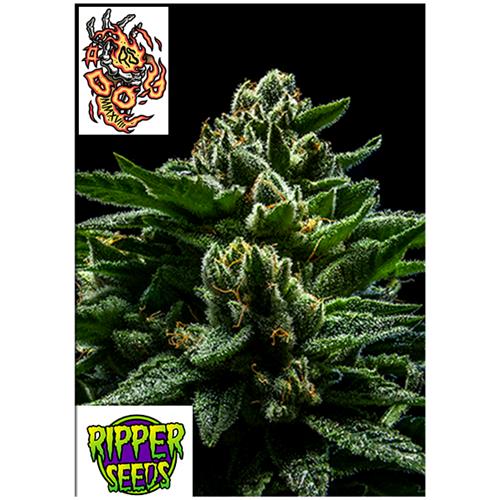 RIPPER SEEDS - DO-G - 5 SEMI