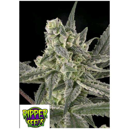 RIPPER SEEDS - OLD SCHOOL - 3 SEMI