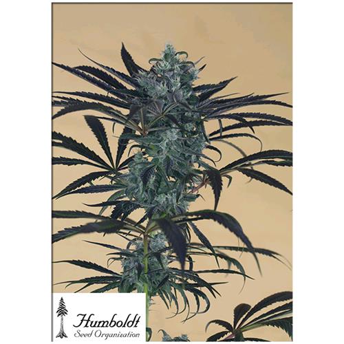 HUMBOLDT SEEDS - BLUEBERRY HEADBAND FEM - 3 SEMI