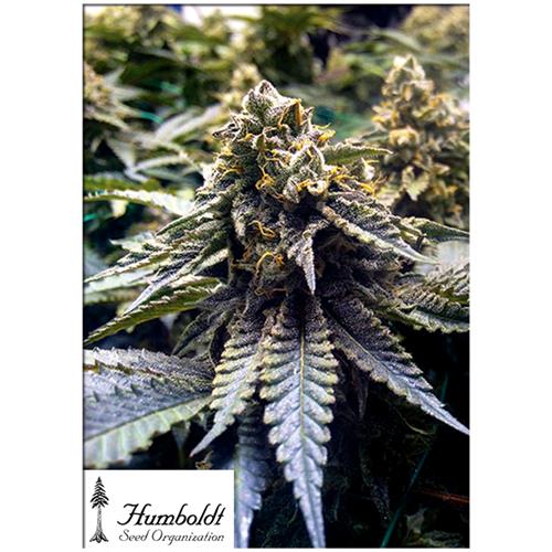 HUMBOLDT SEEDS - CHOCOLATE MINT OG 2.0 FEM - 5 SEMI